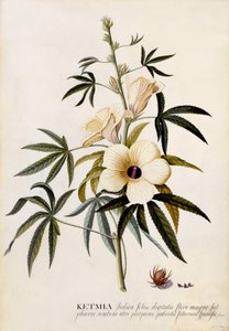 Ketmia, c.1742 (gravura colorida à mão)